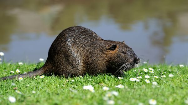 Muskrats Removal