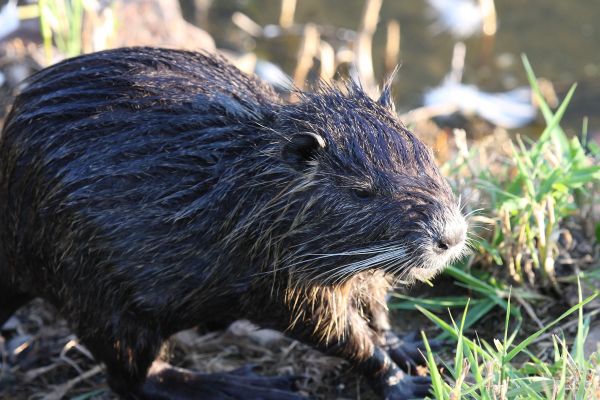 Muskrat Elimination