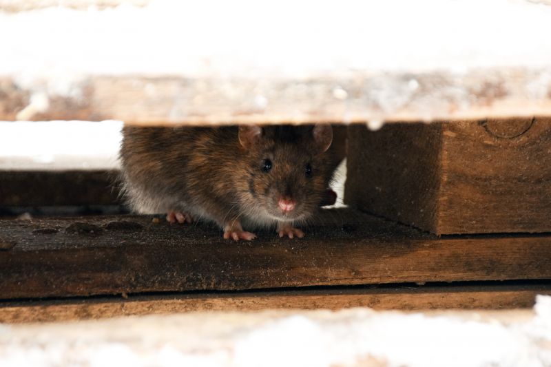 Muskrat Elimination