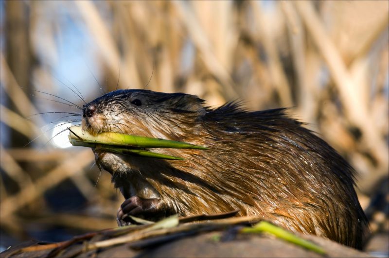 Muskrat Elimination